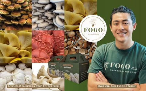 Fogo Fungi - From Mushroom Enthusiasts to Sustainable Tech Innovators- SMU BIG Feature