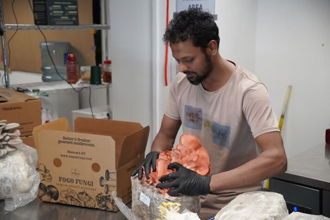 Mushroom Farm in Singapore: Fresh, Local & Sustainable