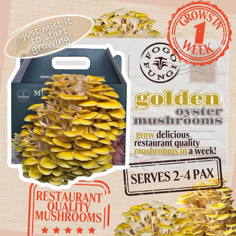 Golden Oyster Mushroom Grow Kit