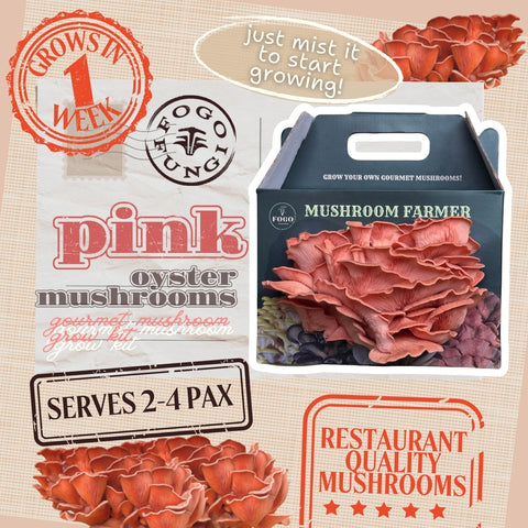 Pink Oyster Mushroom Grow Kit