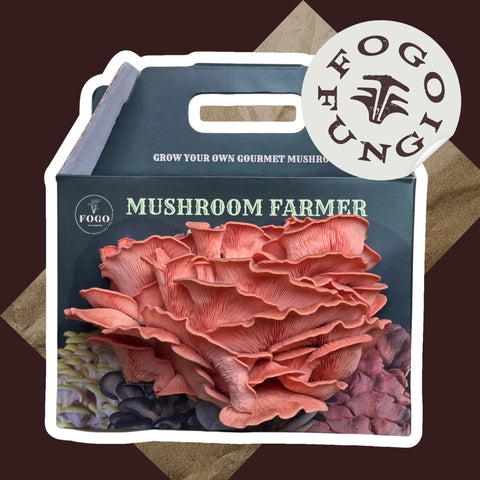 Pink Oyster Mushroom Grow Kit