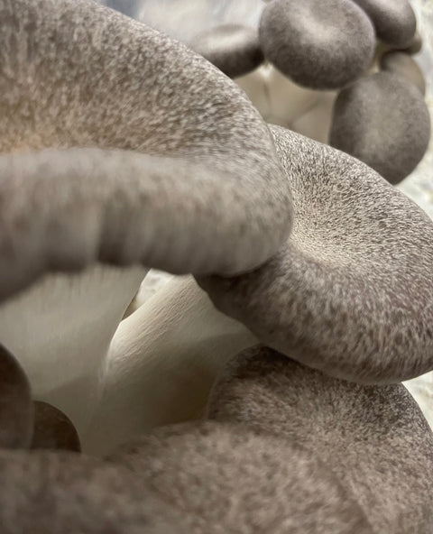 Black Pearl King Mushroom