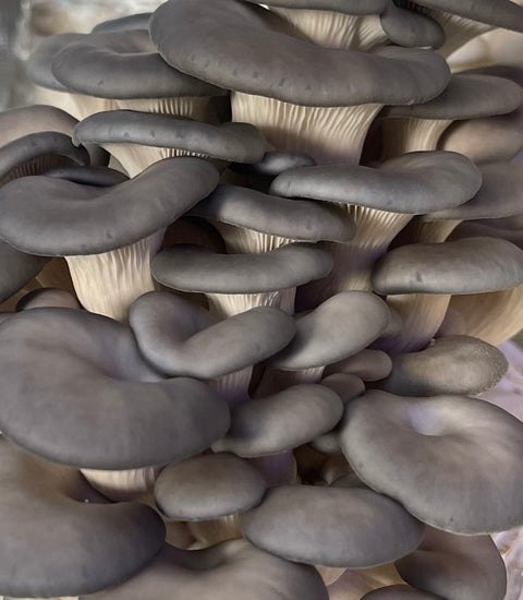 Blue Oyster Mushroom