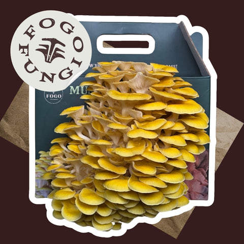 Golden Oyster Mushroom Grow Kit