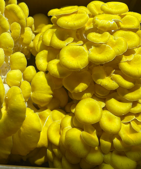 Golden Oyster Mushroom