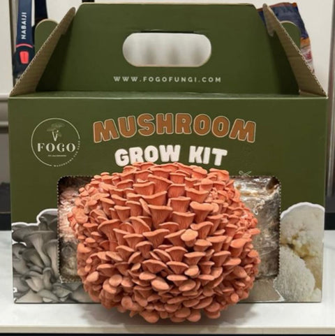 Fully colonized mushroom block