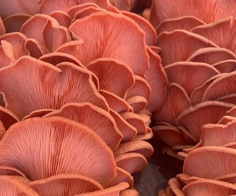 Pink Oyster Mushroom