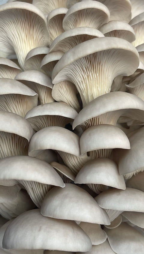 Pearl Oyster Mushroom
