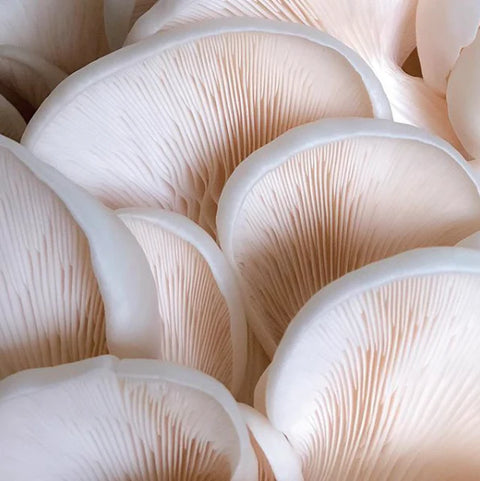 Snow White Oyster Mushroom